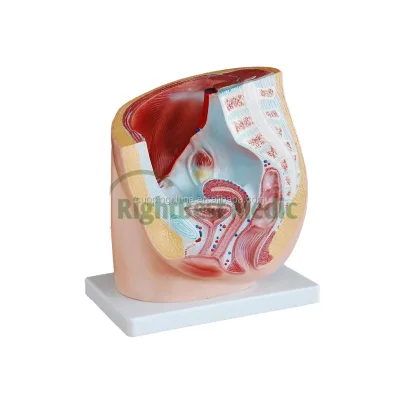 Male Genital Organ Model Anatomy