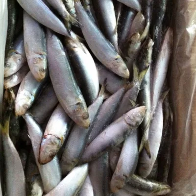 Good Quality Frozen Canned Sardine Morocco Fish Meal/Canned