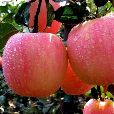 Red Fuji Apple Sweet Newest Crop Style Packing Mature Color Variety Size High Quality Fuji Apples