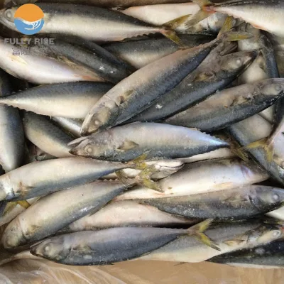 High Quality 100% Fresh Grade a HACCP Certified Sea Frozen Whole Block BQF Vacuum Pack Pacific Mackerel Fish