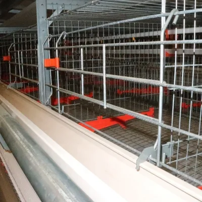 Commercial a Type Layer Cage Complete Chicken Farm Solution Feeding Drinking Manure System