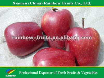 Red Delicious Apple Gansu huaniu apple from China