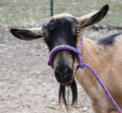 2025 New Arrival Adjustable Nylon Miniature Horse Sheep Halter Braided Goat Rope with PP Leather Bridle Style