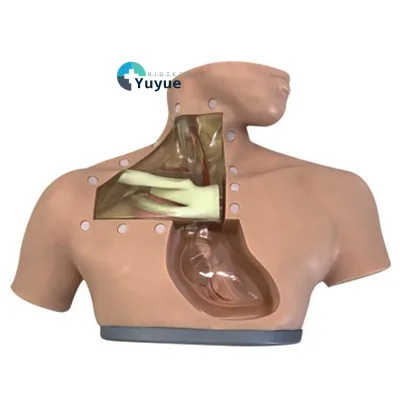 Advanced Medical Teaching Manikin for Parenteral Nutrition Care Anatomical Model for Injection Training in Nursing Simulation