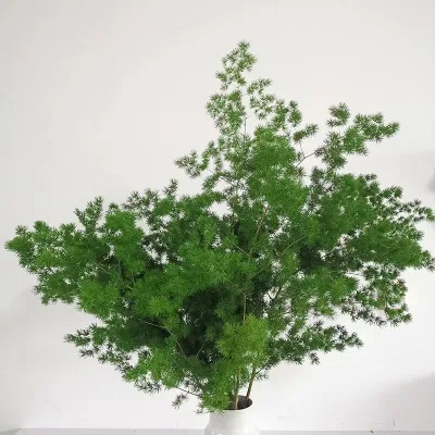 Yunnan Focusflower Wholesale Fresh Cut Flower Asparagus Bunch 5 Stems Valentine's Day A-Class Quality Cold Chain Shipping
