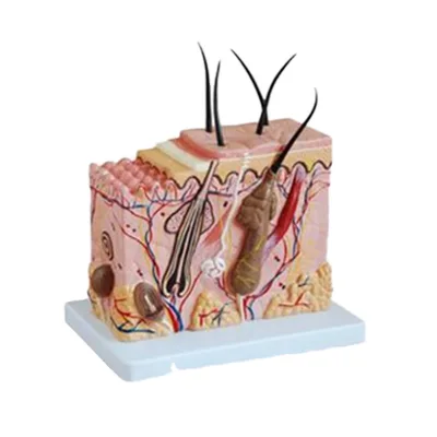 Medical Science Human Medical  Enlarged Skin Anatomical Model