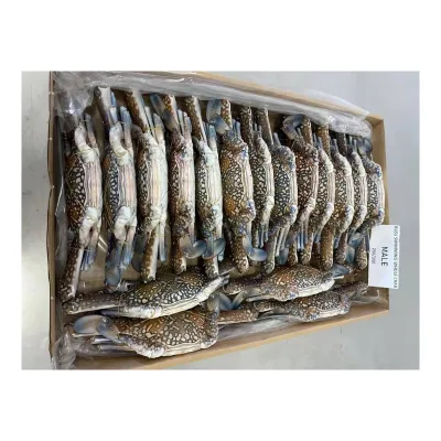 Tunisia Crab Frozen Blue Swimming Whole Sea Crab for Thailand Buyer