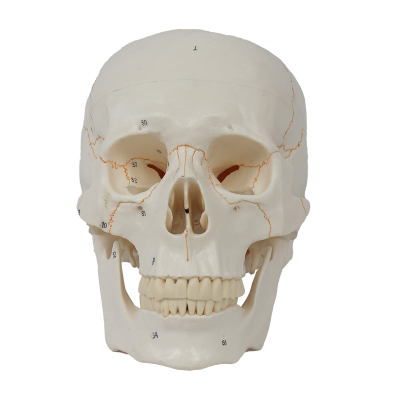Numbered Human Medical Quality Anatomical Model with 3 Parts and Painted Sutures - Ideal for Medical Students Teaching