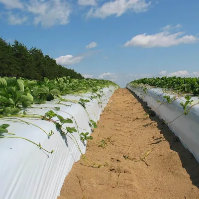 Mulch Film PE Silver/Black Plastic Mulch Garden Ground Cover Frost Protection Keep Warm & Weed Control