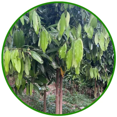 Quality Chinese Cinnamon Cassia Bark Cinnamomum Tamala for Handmade and Candles for Catering and Food