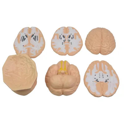 Brain Horizontal Section Model