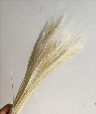 Preserved Wheat Bundles Natural Barley Stalks for Floral Design Centerpiece Decor and Retail Store Display Settings