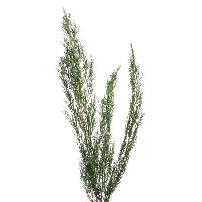 Preserved Fresh Plants Cypress Cupressaceae for Indoor Decoration