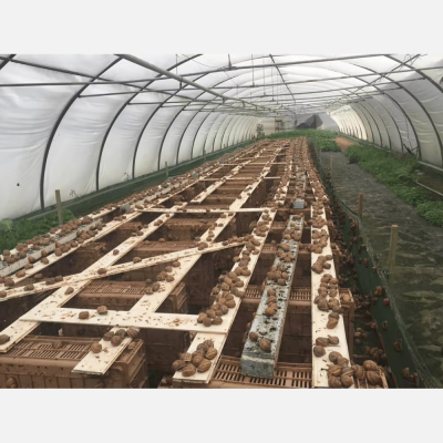 Snail Farming Packaging Multi-Span Agricultural Greenhouse PE Single Layer Large Size
