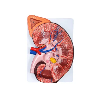 Medical Science 3 Times Magnification Kidney Anatomical Model