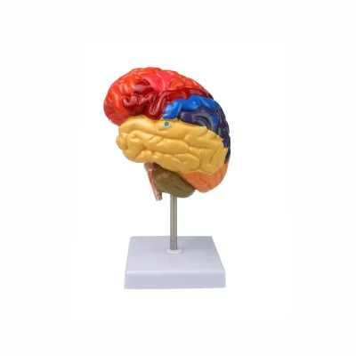 Colorized PVC Brain Anatomical Model of the Human Organ for Medical School Use
