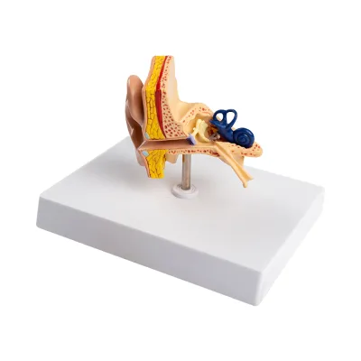 Tabletop Ear Anatomy Model, Human Ear Model with Removable Two-Part Organ Dissection