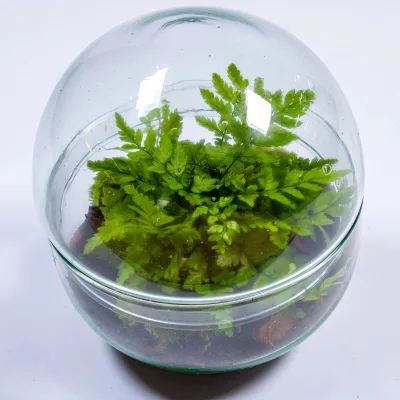 A Mini Orb Glass Terrarium Kit That Suitable Beginners Mossarium and Have Glass