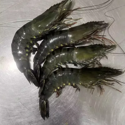 New Season Frozen Black Tiger Shrimp Black Tiger Prawn