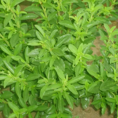 1.5 Tons Per Day Small Capacity Crude Steviosides Production Line Stevia Leaf Sugar Making Plant