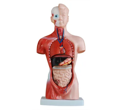 Human Anatomy Male Mini Torso Model 26cm(15parts),Human Body Model,Human Trunk Model
