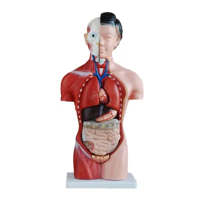 Anatomical Model 42cm Female Male Human Simulation Organ Detachable Anatomical Torso Model