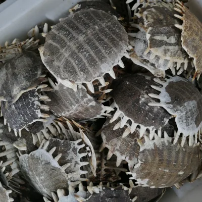 Bie Jia China Whole Dried Softshell Turtle Shell for Herbal Medicine