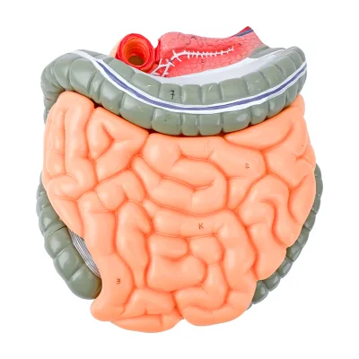 Small and Large Intestine Model PVC Teaching Model Includes Colon Spleen for Digestive System Education Transverse Colon Cecum