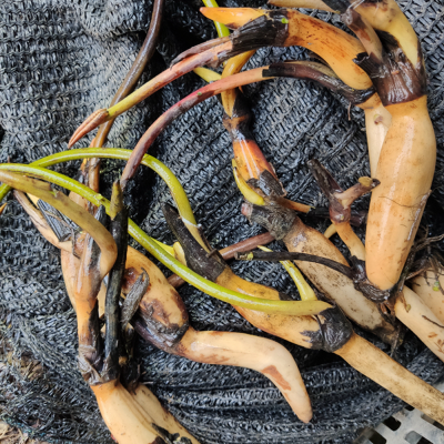 New Collected Fresh Nelumbo Nucifera Rhizome Lotus Roots for Sale