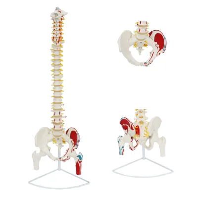 85cm Human Spine Model with Disc Herniation Free Bending Body Spinal Nerve Attached Cervical Anatomy for Training