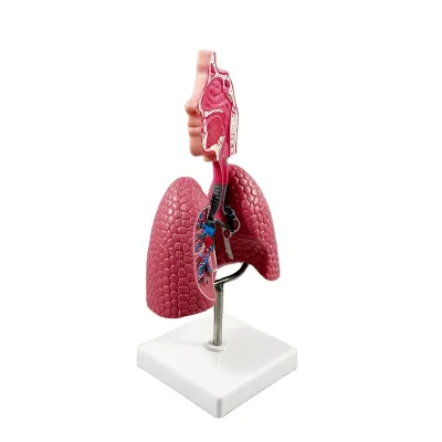 Medical Science Human Respiratory System Model Anatomical Nasal Cavity Lung Section Skeleton Teaching Tool Medicine Plastic