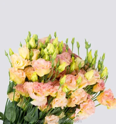 Colorful Fresh Cut Flower Eustoma with High Quality From China