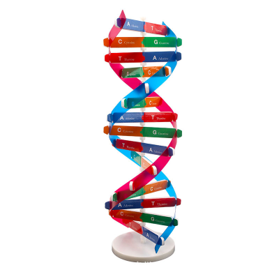 DNA Model Double Helix Model Components Science Educational Teaching Aids for DNA Assembling Display Early Education Toys