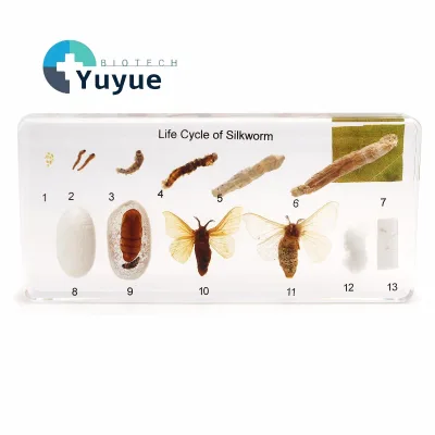 Resin Embedded Silkworm Life Cycle Specimen Biological Growth Model Science Teaching Aid Kids Nature Educational Specimen