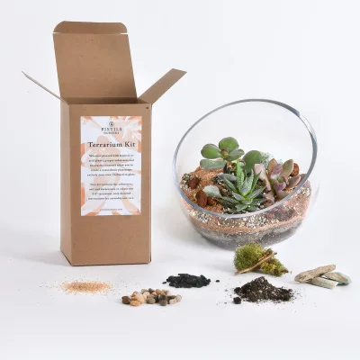 Wholesale DIY Terrarium Plant Kit Customized Miniature Landscape Diy Decoration