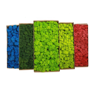 Wholesale Preserved Moss Bulk Green Eternal Preserved Mood Moss for Indoor Wall Decoration