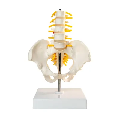 Medical Teaching AIDS for Medium-sized Lumbar Vertebrae with Pelvic Leg Bone Attached Nerves and Human Lumbar Vertebrae Models