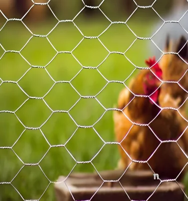 Poultry Wire Mesh , Chicken Wire Mesh