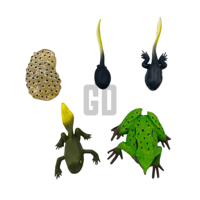 Darwin Frog Life Cycle  Discover the Journey of Nature Rare Gem
