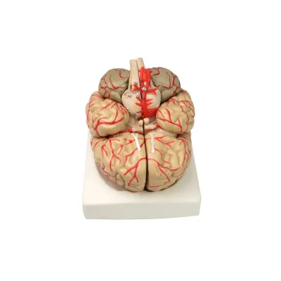 Detachable 8-Part Human Brain Model with Cerebrovascular Anatomical Plastic PVC Model for Medical Science for Medical Schools