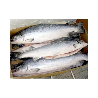 Whole Salmon / Fresh Frozen Salmon Fish with Good Quality
