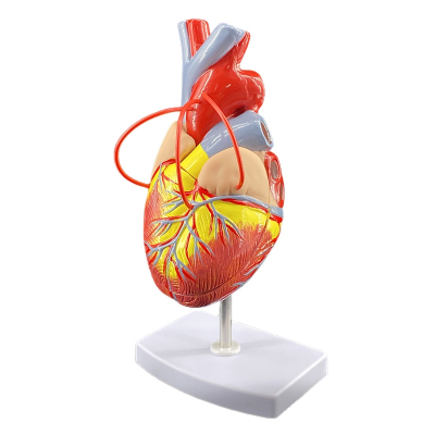 Detachable Human Heart Anatomical Model Heart Bypass Surgery Medical Teaching Model