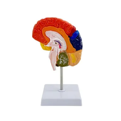 Half Color Brain Model Brainstem Brain Microcephalus Construction Relationship Functional Anatomy Auditory Movement