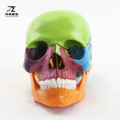 Medical Can Be Split 15 Parts 1:2 Human Color Primary Color Skull Model Factory Direct Sale