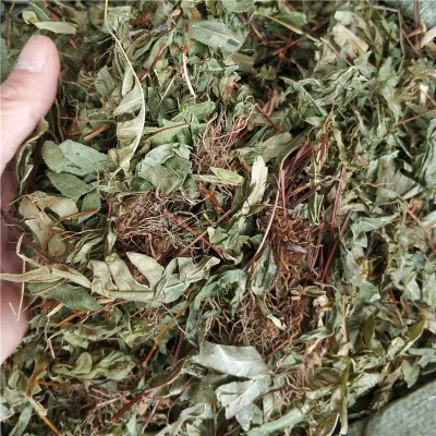 Wholesale Natural Whole Dried Pteris Semipinnata Slices Herb Plants for Sale