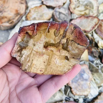 Wood Fossil Natural Rock Stone Rough Stone Gravel Petrified Wood Fossil Slices Wholesale for Decoration