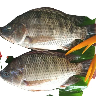 FROZEN TILAPIA W/R IQF 300g-500g,500g-800g
