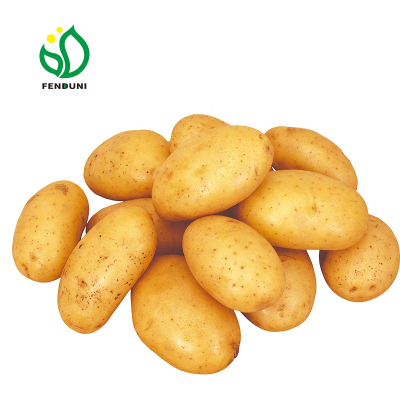 Export Potato