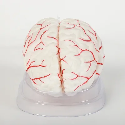 Hot Selling Products Brain Model with Different Color and Quality for Teaching