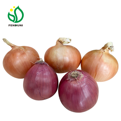 Shandong Onion Thick and Juicy Meat Fresh Vegetables Seasonal Onion Fresh Onion with Wholesale Price